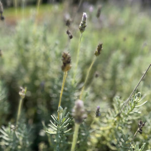 Geschirrtuch LAVENDEL | Weiss