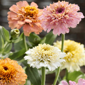 Blumensamen | Zinnia elegans 'Cresto! Peaches & Cream' (Zinnie)