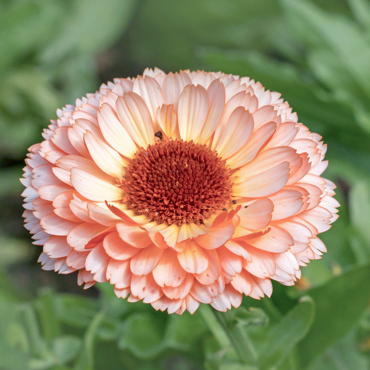 Blumensamen - Calendula "Pink Surprise" (Ringelblume)