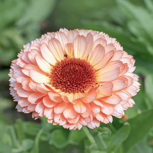 Blumensamen - Calendula "Pink Surprise" (Ringelblume)