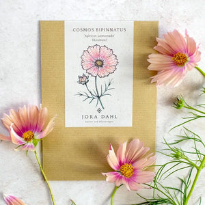 Blumensamen | Cosmos Bipinnatus "Apricot Lemonade" (Kosmee)