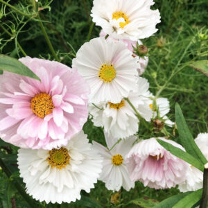 Blumensamen - Cosmos bipinnatus "Cupcake Blush" (Kosmee)