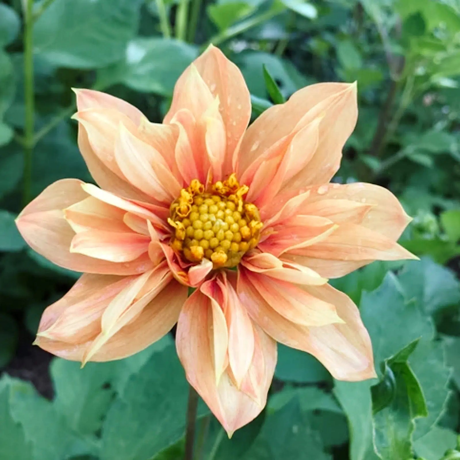 Blumensamen | Dahlia variabilis 'Sunny Reggae' (Dahlie)