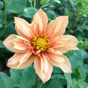 Blumensamen | Dahlia variabilis 'Sunny Reggae' (Dahlie)