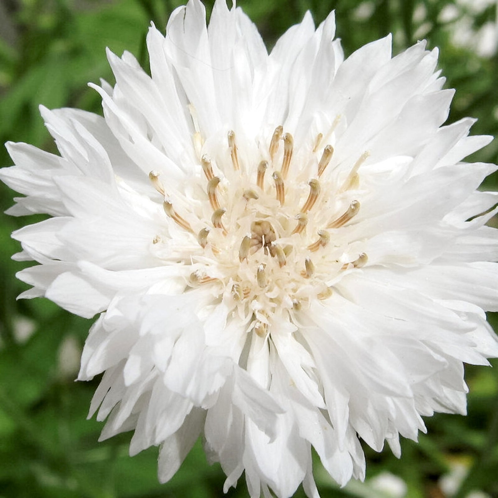 Blumensamen | Centaurea cyanus "White Ball" (Kornblume)