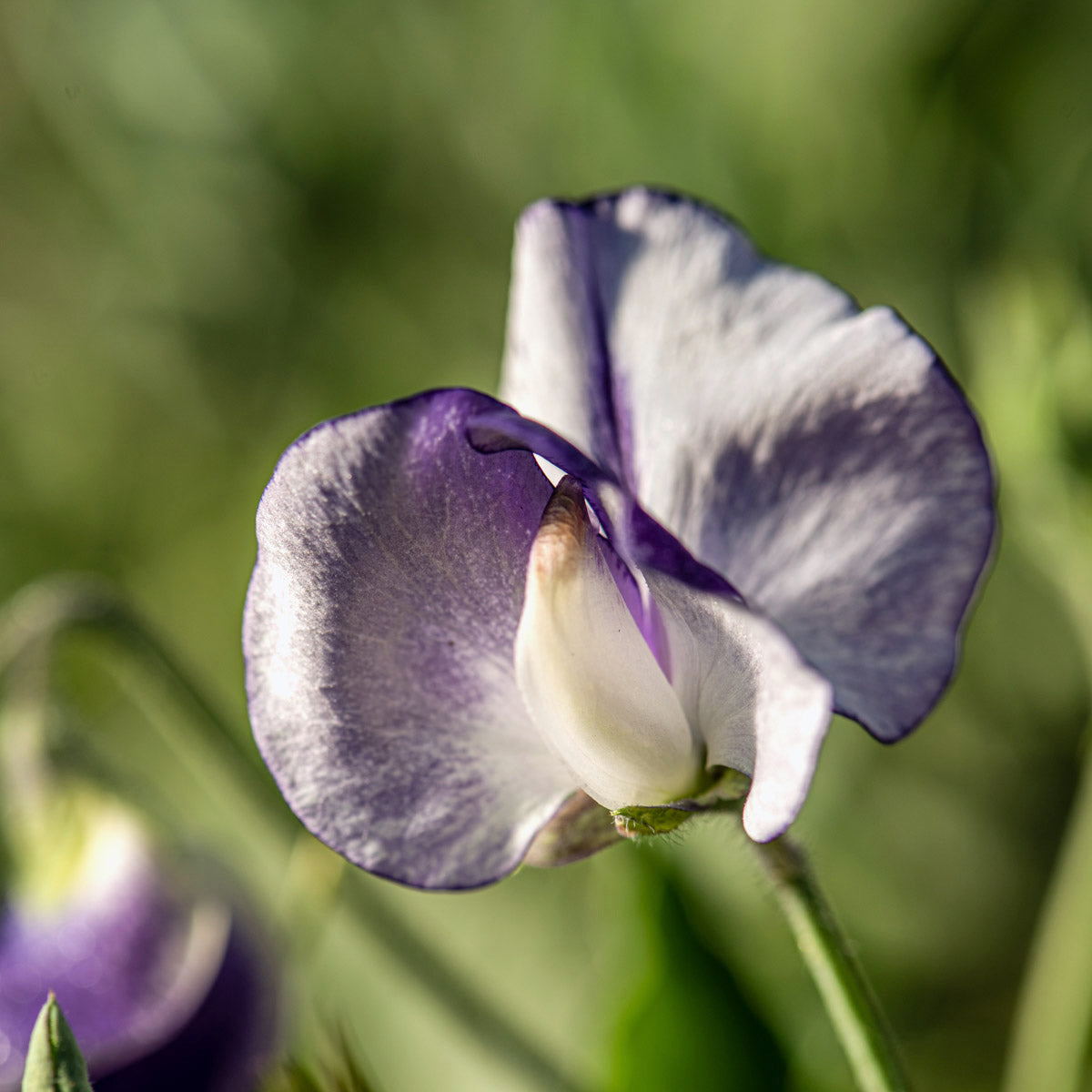 Blumensamen - Lathyrus odoratus "Nimbus" (Duftwicke)