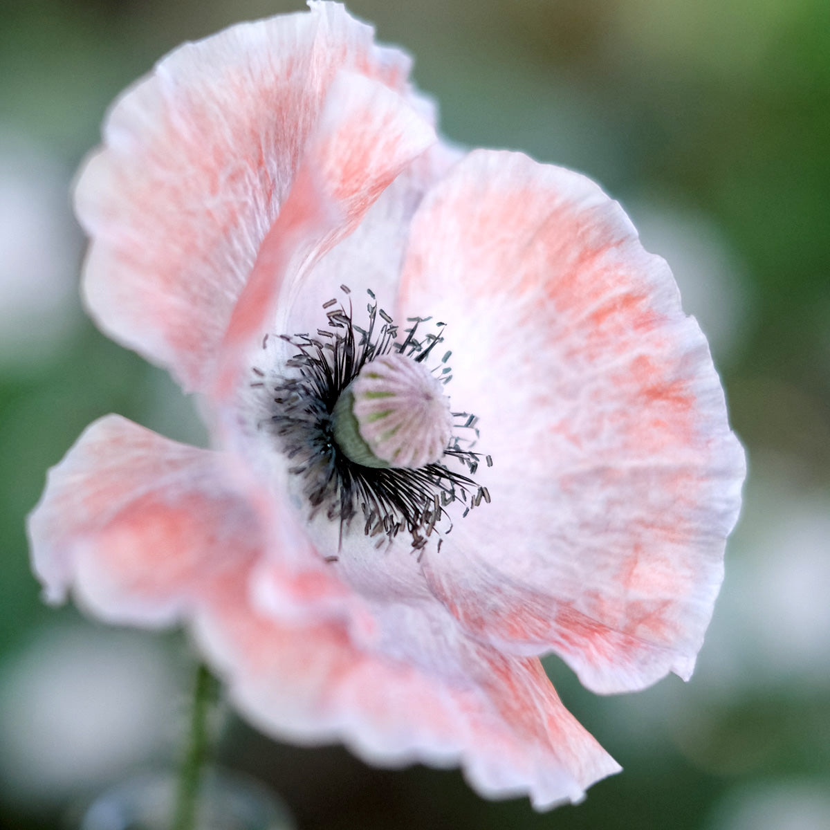 Blumensamen - Papaver rhoeas "Mother Of Pearl" (Klatschmohn)