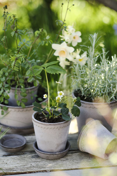 Blumentopf mit Unterteller Helena | Grau Ø: 8.5 cm