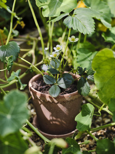 Blumentopf mit Unterteller Helena | Rosa Ø: 16 cm