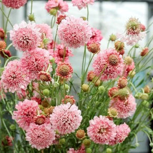 Blumensamen | Scabiosa atropurpurea "Salmon Queen" (Skabiose)