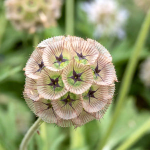 Blumensamen | Scabiosa stellata "Drumstick" (Skabiose)