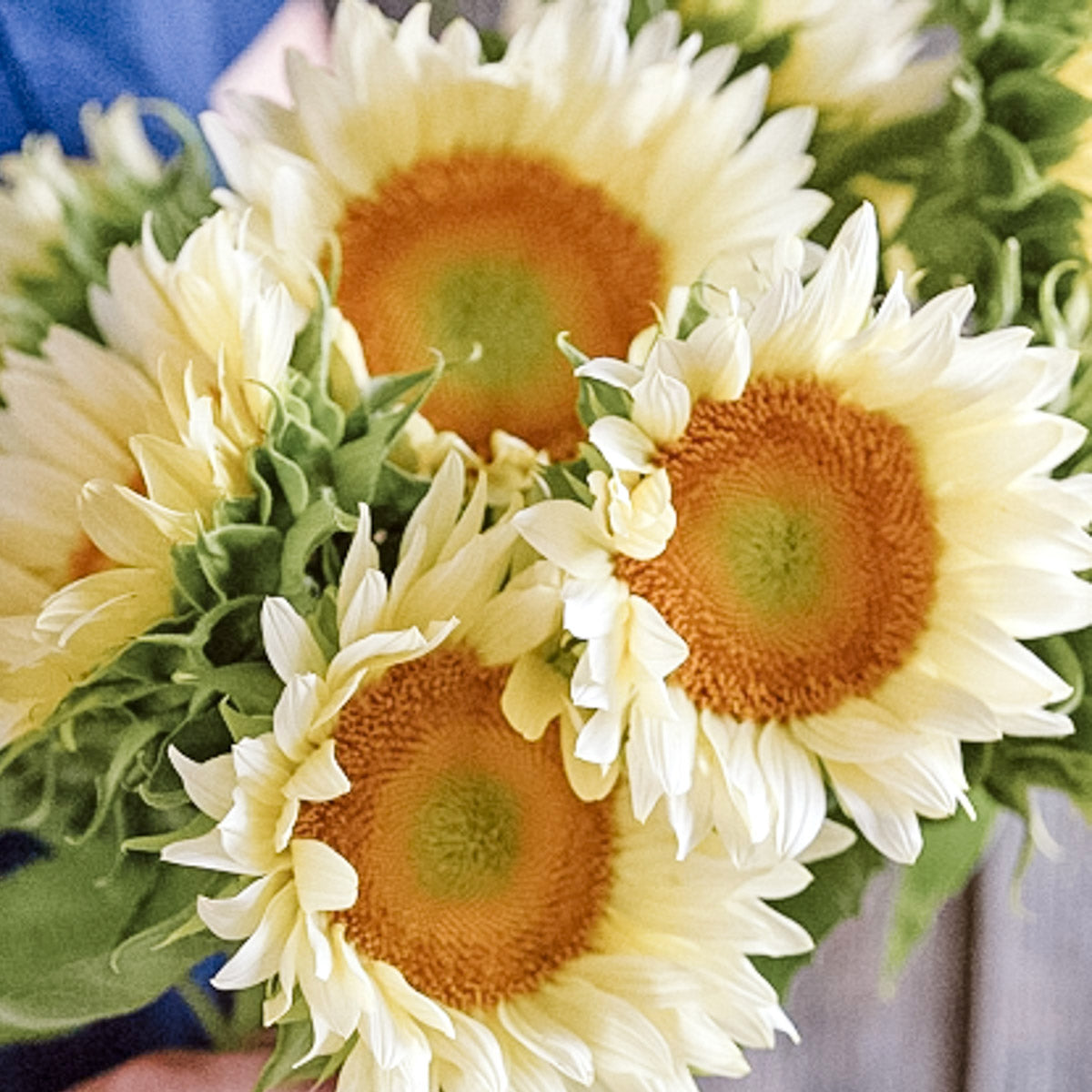 Blumensamen - Helianthus debilis "Pro Cut White Lite" (Sonnenblume)